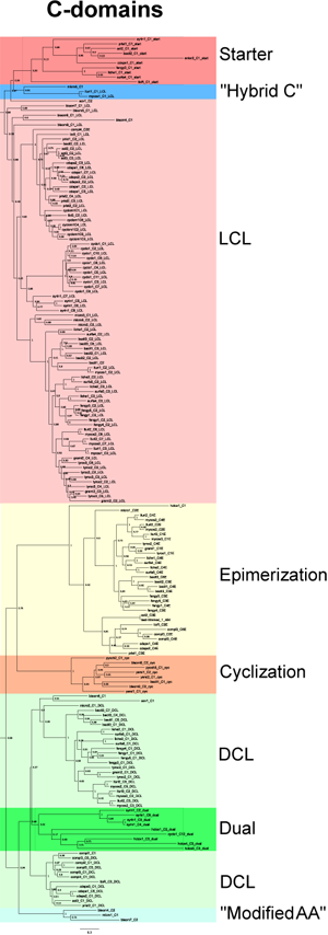 Cdomainstree.png