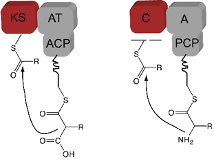KS and C domains